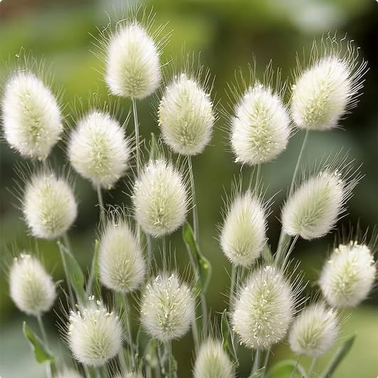 Fluffy Bunny Tail Grass Seeds for Borders and Pathways