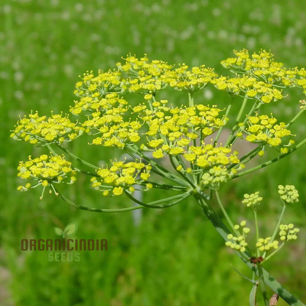 Foeniculum Vulgare Seeds - Premium Quality For Planting And Culinary Use