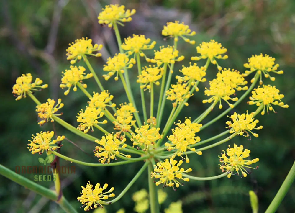 Foeniculum Vulgare Seeds - Premium Quality For Planting And Culinary Use