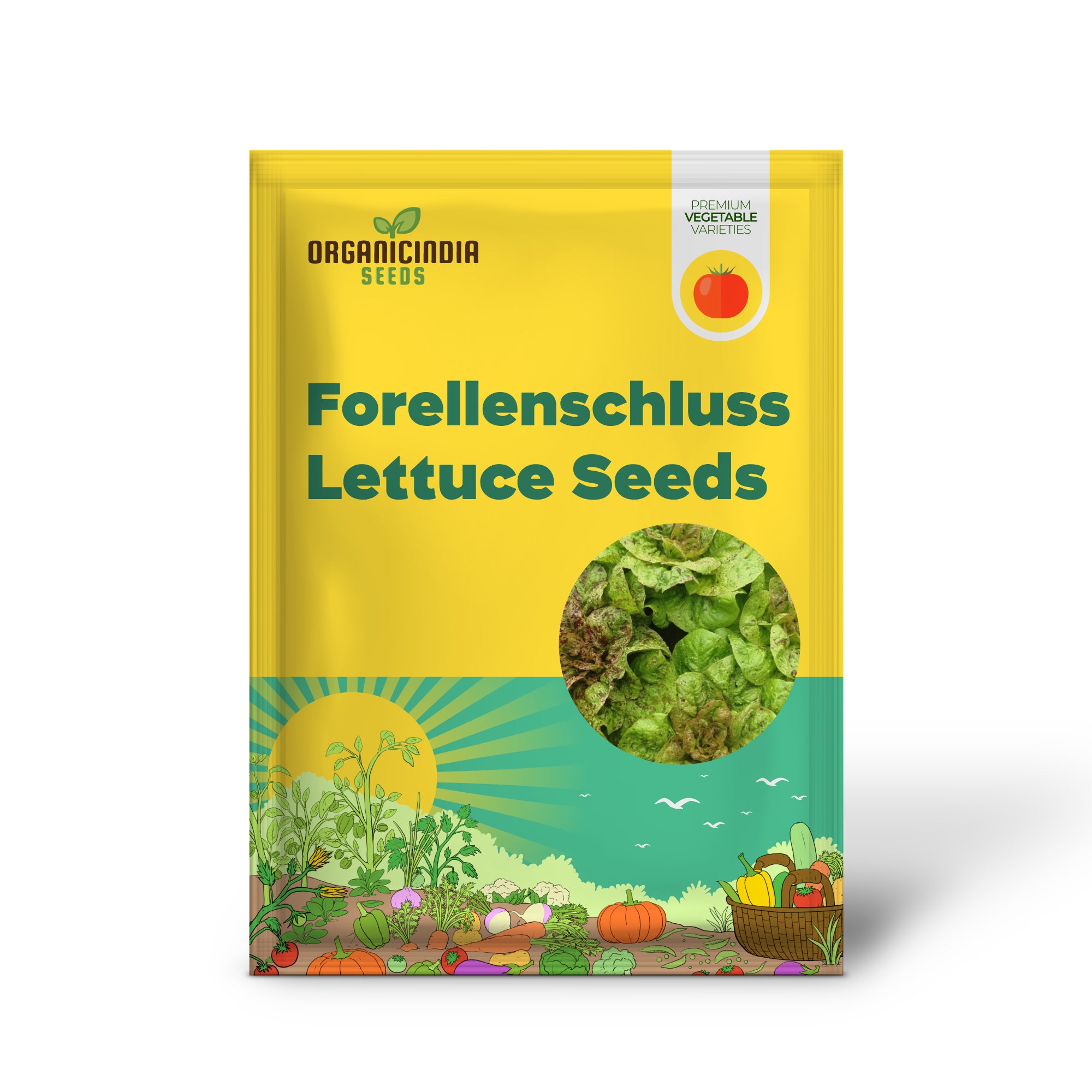 Forellenschluss Lettuce Seedlings Growing in Garden