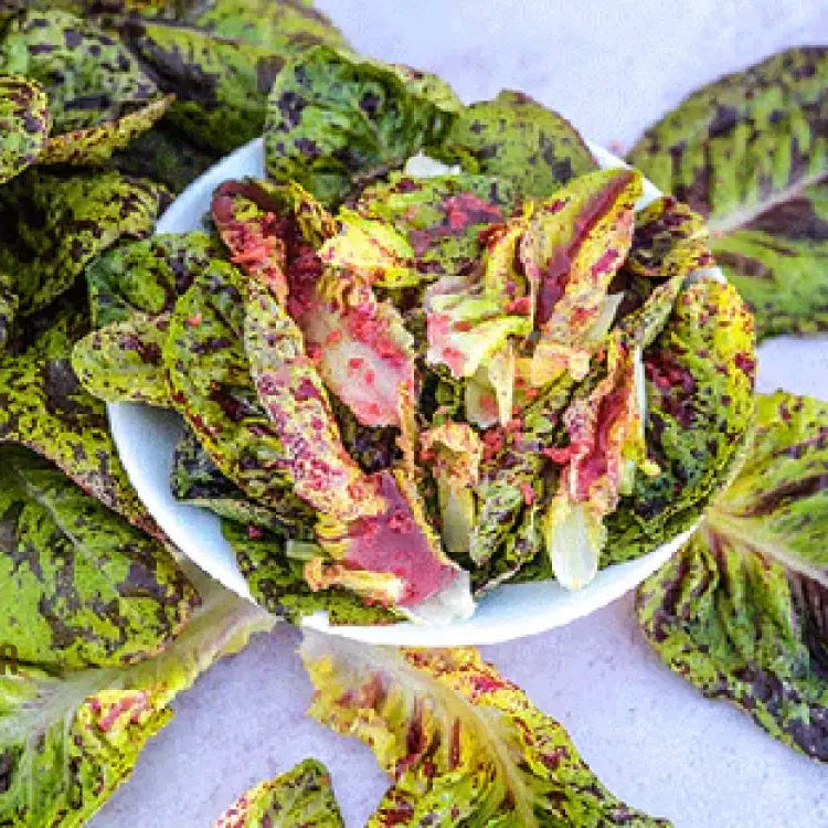 Forellenschluss Lettuce Seeds - Ideal For Gardening Enthusiasts Seeking Quality