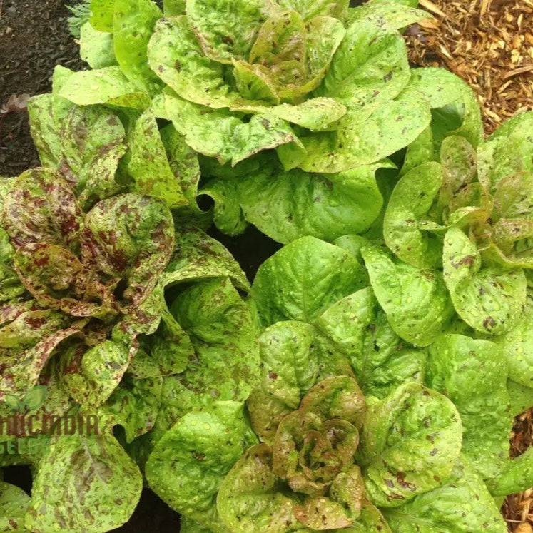 Forellenschluss Lettuce Seeds for Planting