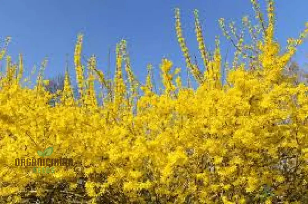 Forsythia Suspensa Arching Branches with Yellow Blooms
