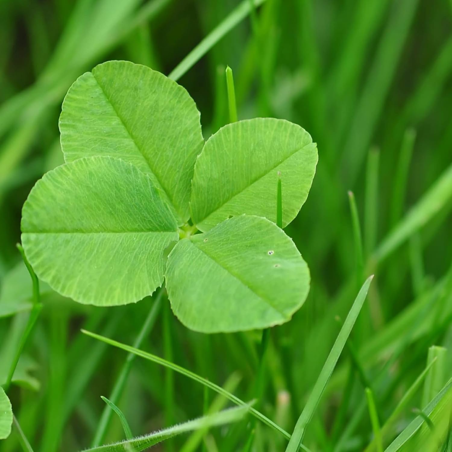 Close-Up of Four Leaf Clover Leaves, Lucky Green Foliage Seeds