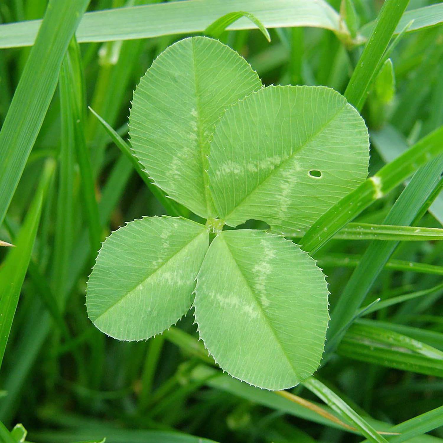 Lush Four Leaf Clover Plant, Perennial Ground Cover for Garden Beds