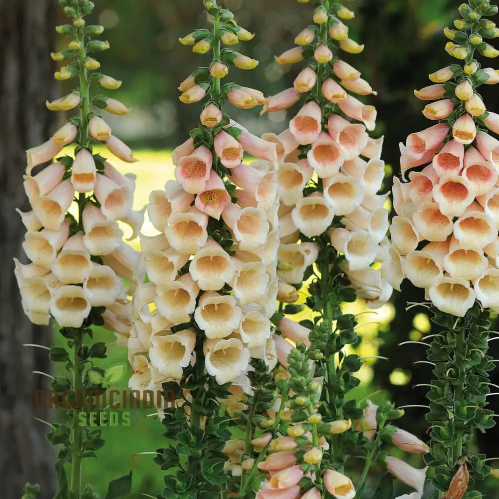 Apricot Foxglove Seeds for Garden Borders and Landscaping