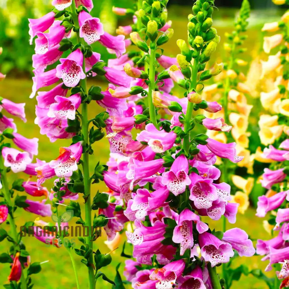 Foxglove Mixed Wild Seeds For Planting - Perfect For Cottage Gardens & Pollinator-Friendly