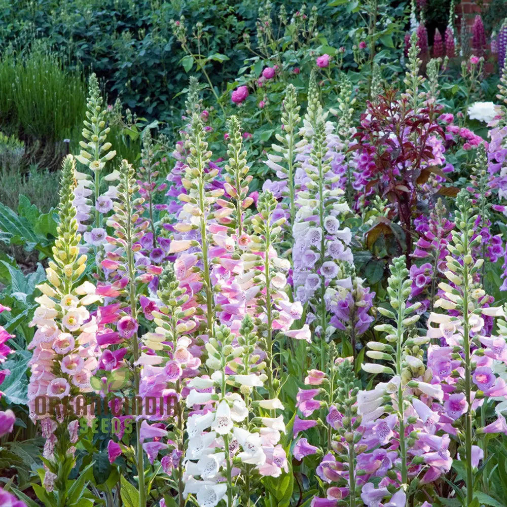 Foxglove Mixed Wild Seeds For Planting - Perfect For Cottage Gardens & Pollinator-Friendly