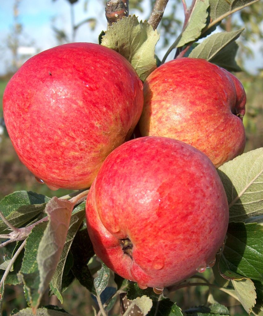 Foxwhelp apple seeds for planting in home orchard