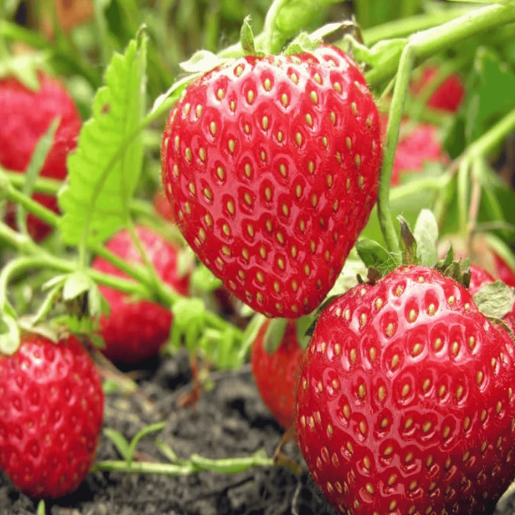Fragaria ananassa seeds for growing Monterey strawberry plants