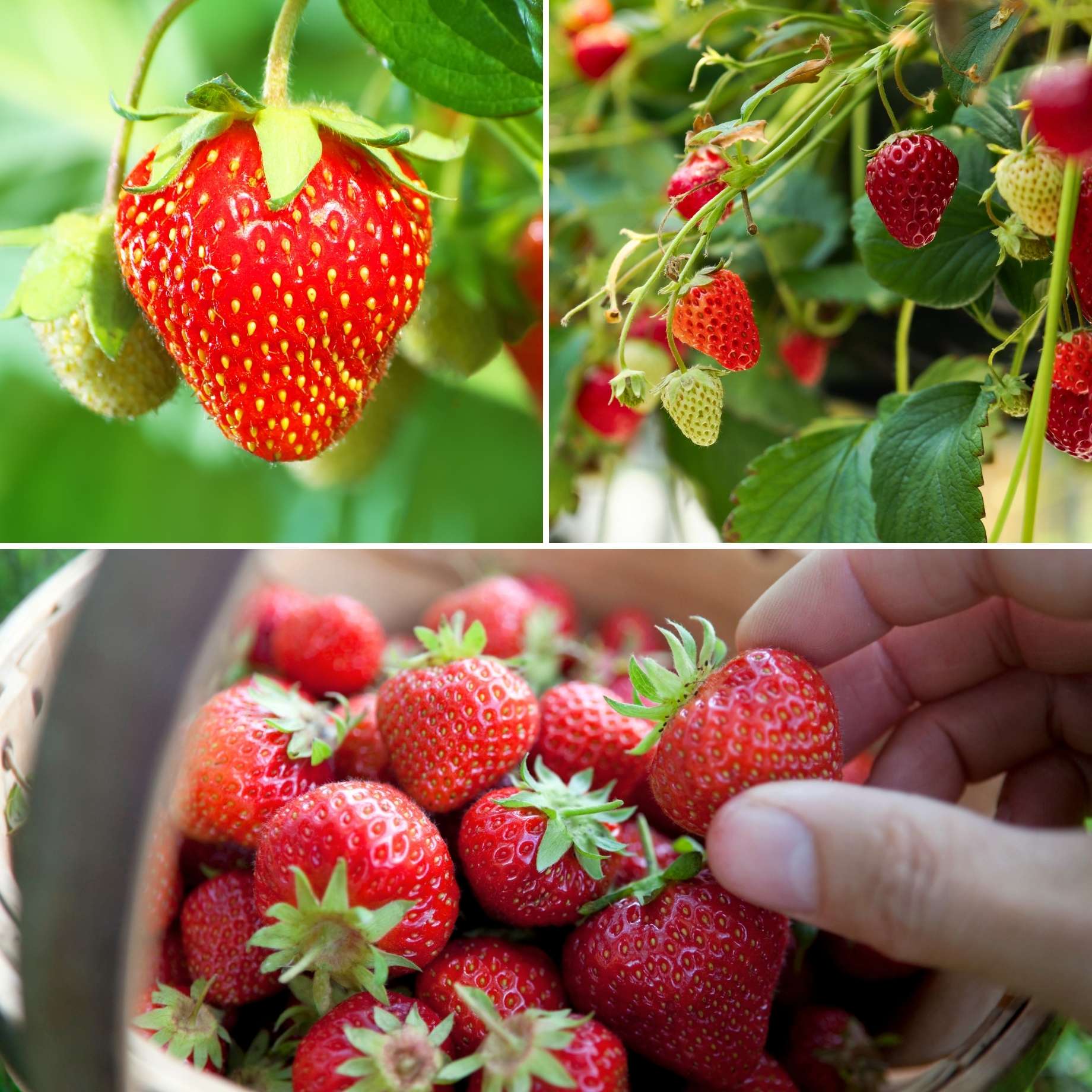 Fragaria Vesca Baron Strawberry Seeds for Planting