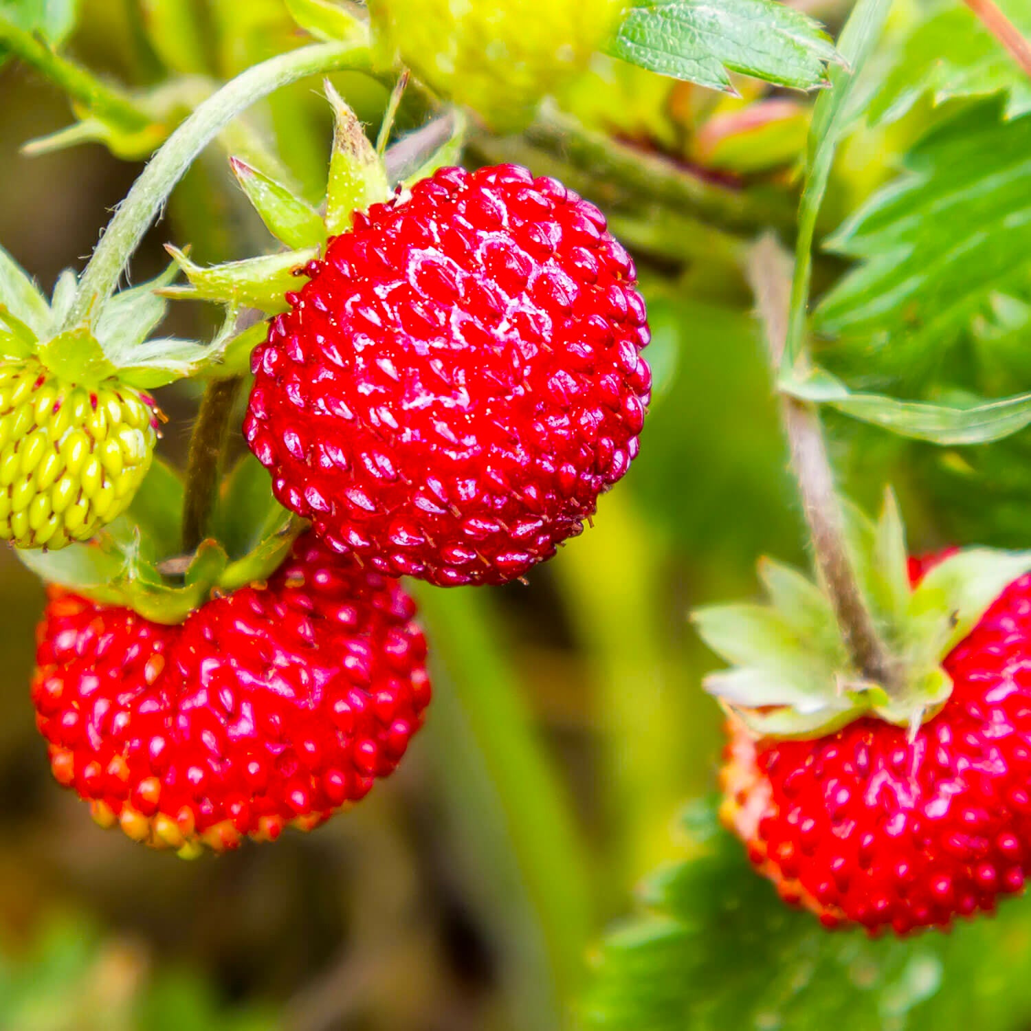 Fragaria Vesca Strawberry Plants Growing in Garden