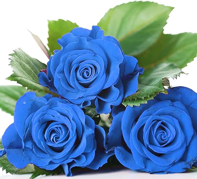 Fragrant blue rose seeds for gardens