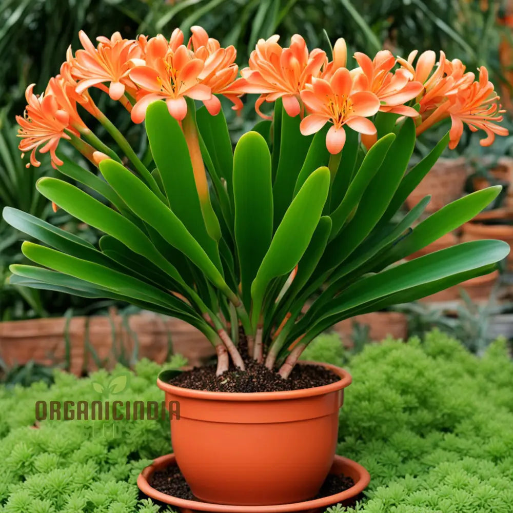 Fragrant Clivia perennial seeds for gardens