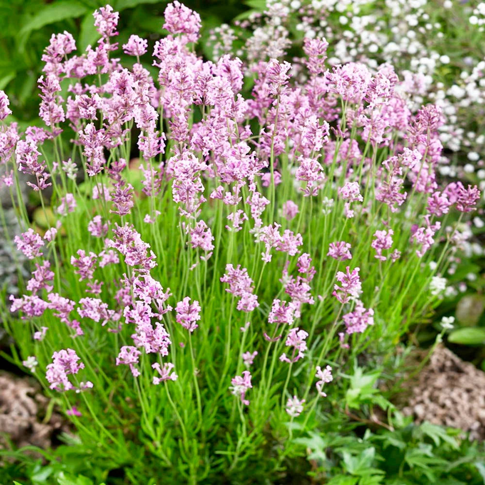Fragrant Rose Pink Lavender Seeds for Landscaping