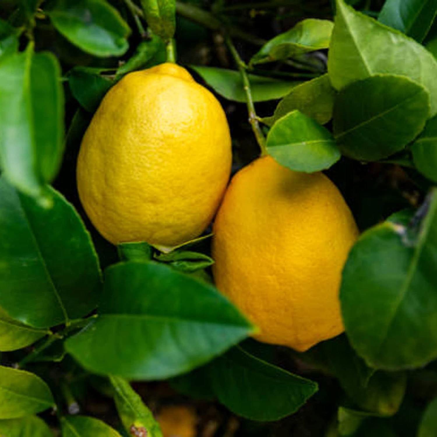 Fragrant Lemon Tree Seeds Attracting Bees and Butterflies