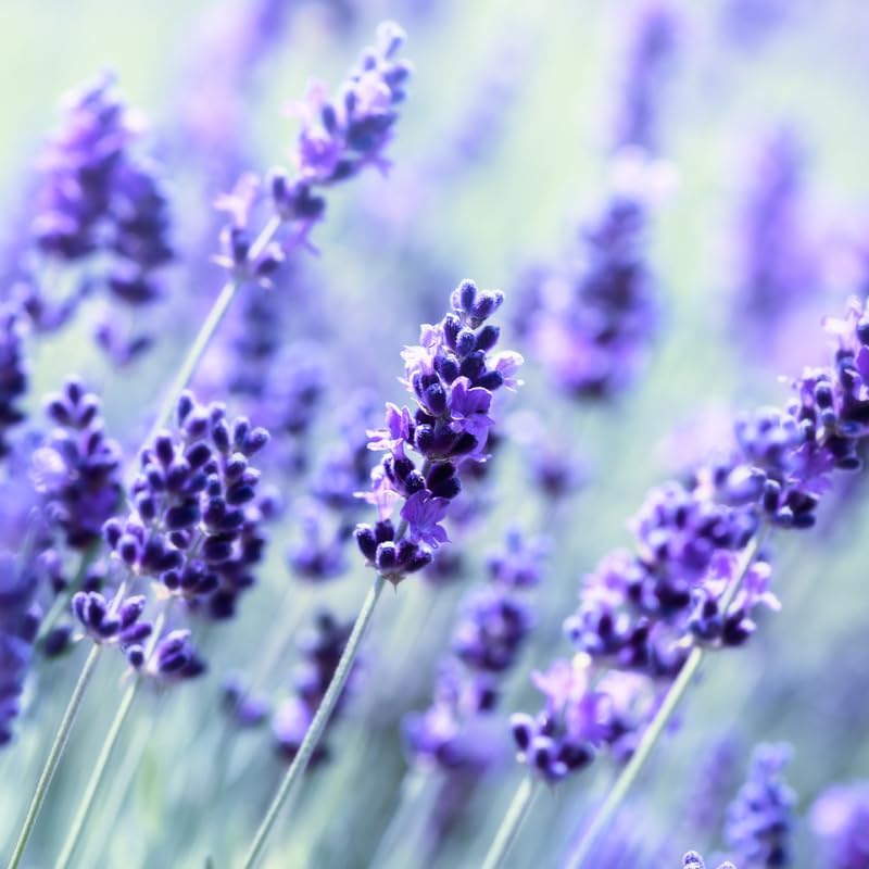 Fragrant Lilac Lavender Seeds for High-Quality Garden Planting