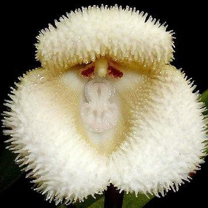 Fragrant Monkey Face Orchid seeds for home growers