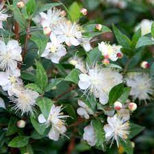 Fragrant Serrated Evergreen Shrub Seeds for Planting