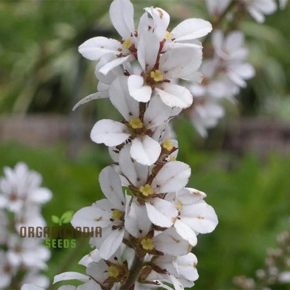 Francoa Ramosa flower spikes blooming in shaded garden