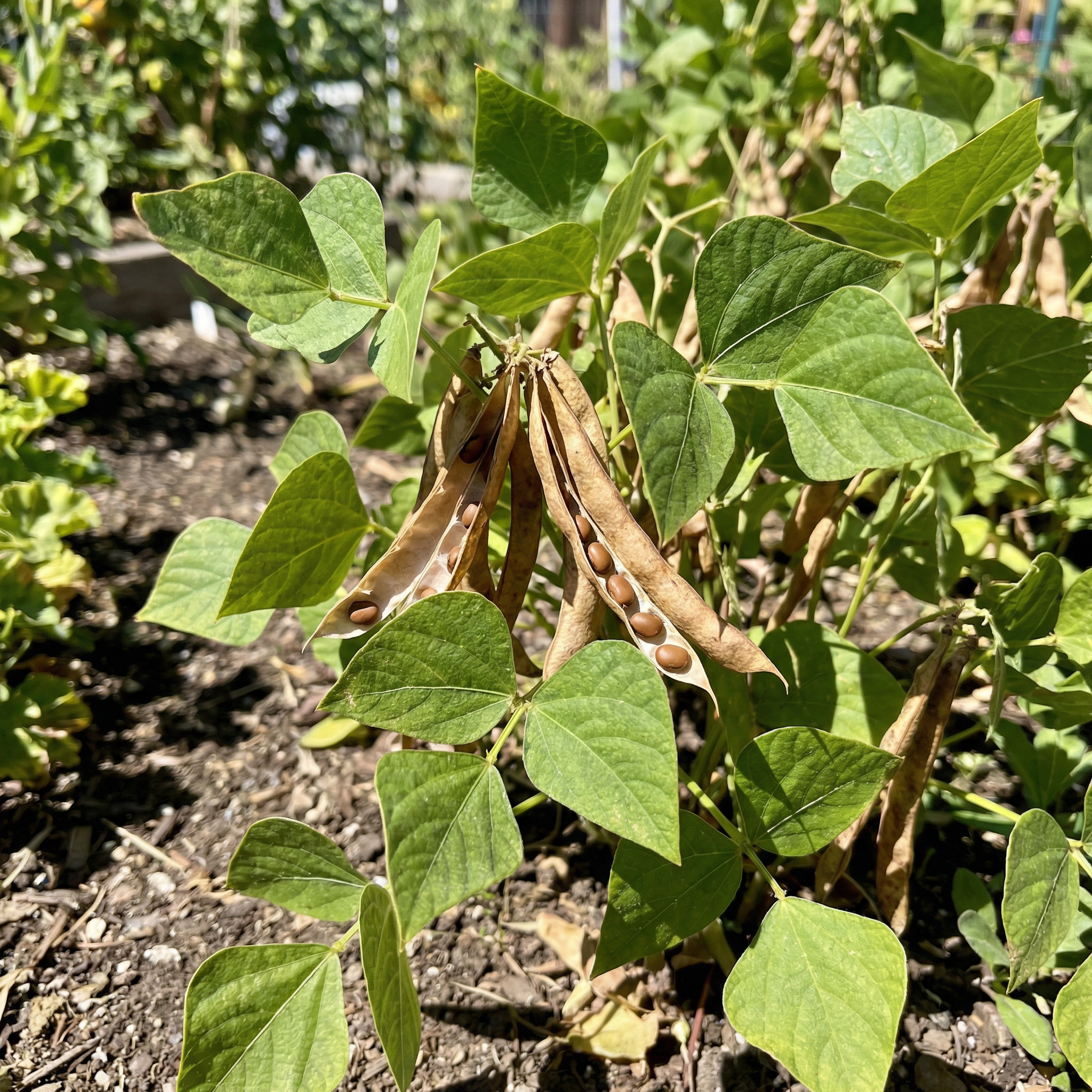 Brown Tepary Bean Vegetable Seeds – Non-GMO Heirloom Garden Seeds