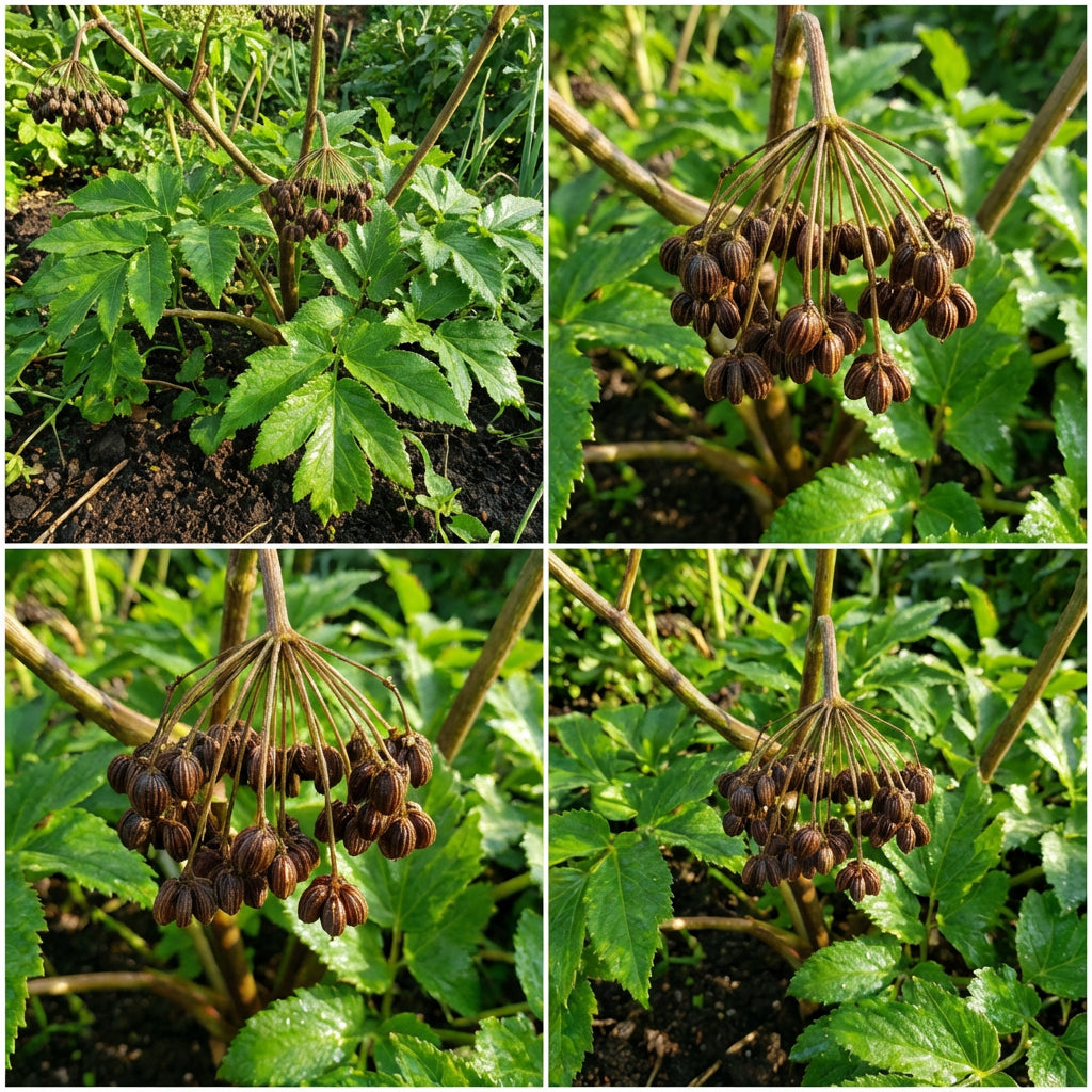 Ashitaba Green Leaf Seeds for Gardening and Kitchen Garden