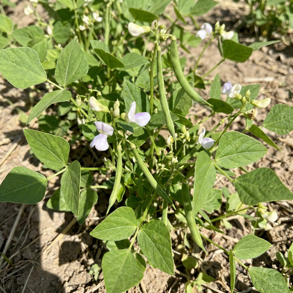 Haricot Tepary vert Phaseolus acutifolius pour culture potagère à domicile