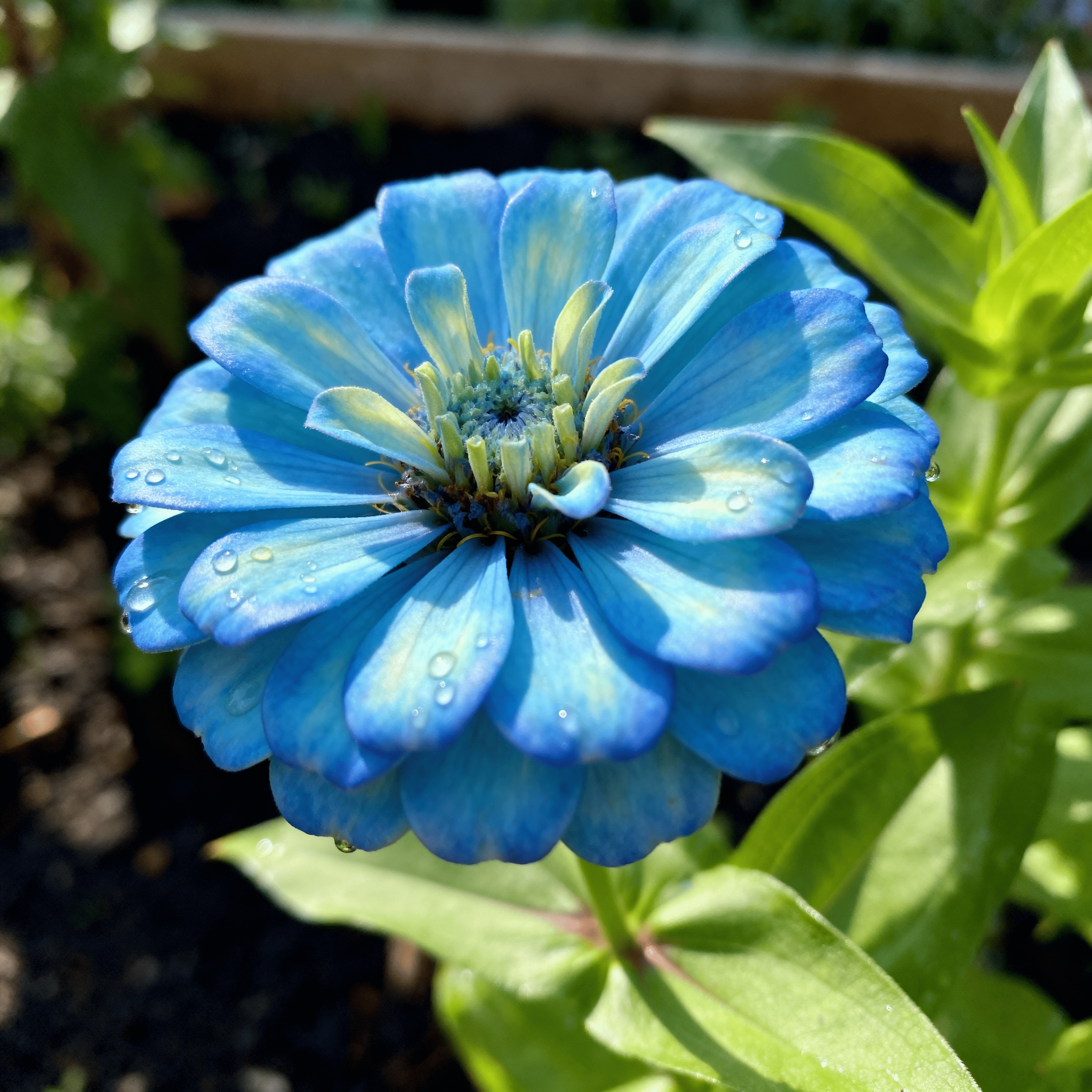 Sky Blue Zinnia Flower Seeds for Planting – Heirloom, Non-GMO, High Germination Organic Garden Seeds