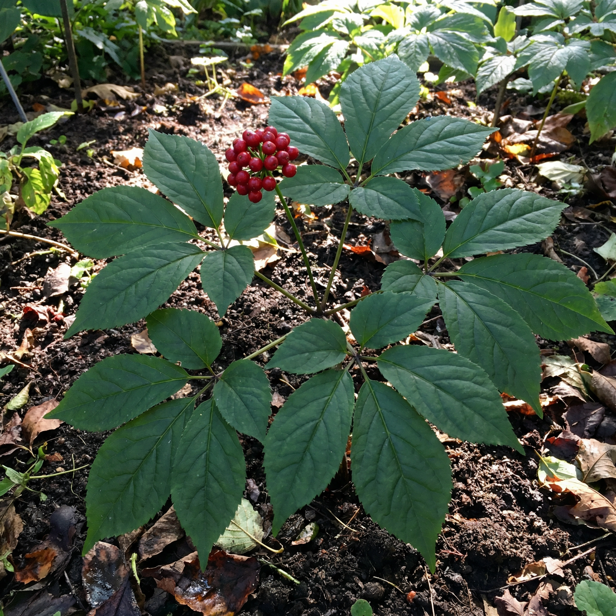 Korean Ginseng Seeds for Planting (Panax ginseng) – Heirloom Woodland Herb
