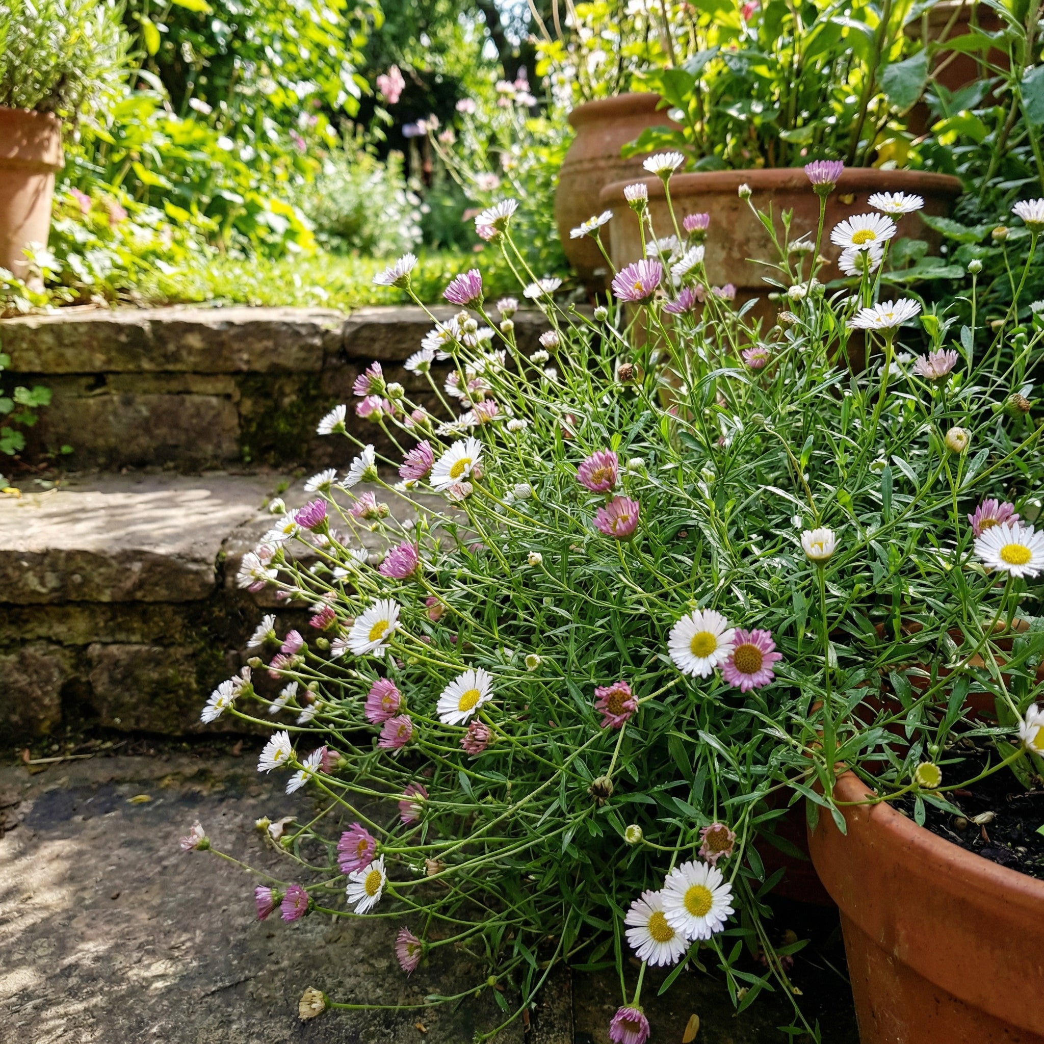 Erigeron Karvinskianus Daisy Flower Seeds for Planting – Hardy Trailing Blooms for Garden Borders
