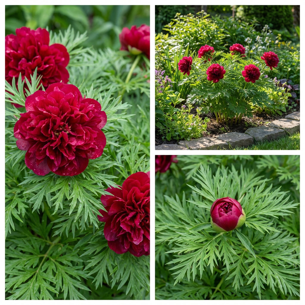 Double Flowering Fernleaf Peony Seeds (Paeonia tenuifolia) – Fragrant Spring Blooms