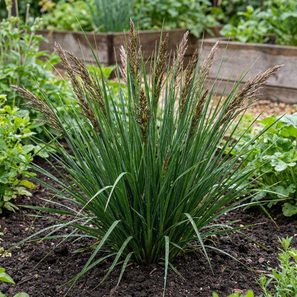 Vetiver Plant Seeds for Planting – Aromatic Grass for Landscaping, Soil Stabilization & Garden Use