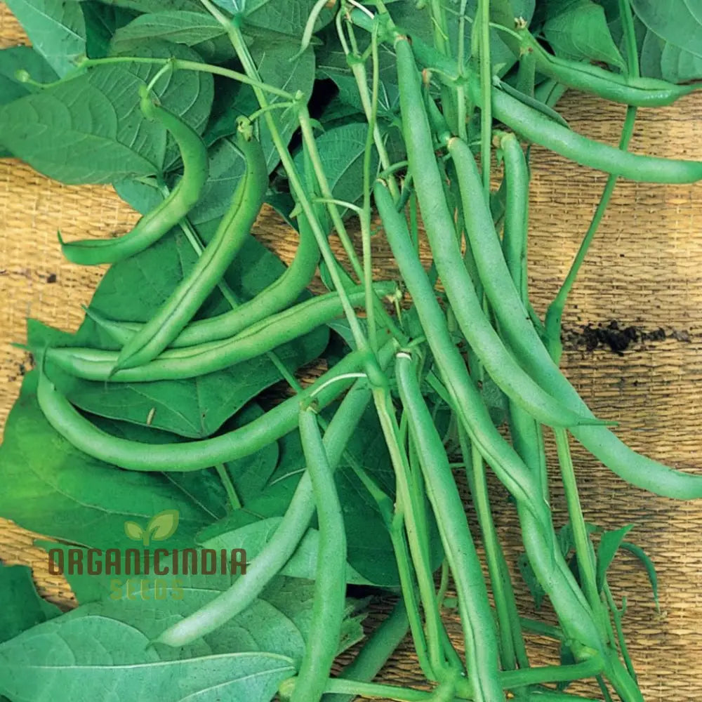 Closeup of Organic Climbing French Beans on Plant, Tender and Fresh