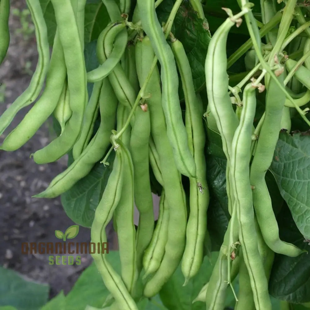 Mature Climbing French Bean Plant from Seeds, High-Yield Vine Variety