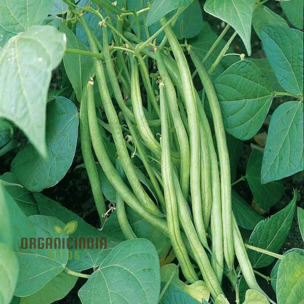 Organic Climbing French Bean Seeds Packet, Heirloom Non-GMO Seeds for Planting