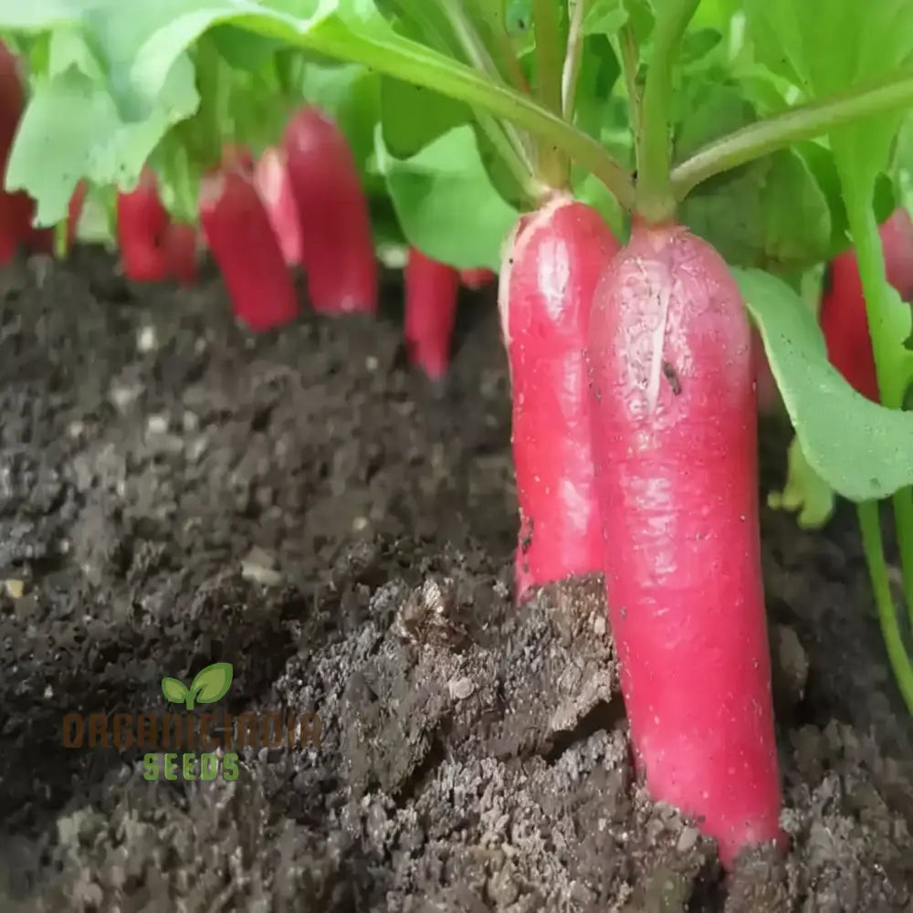 French Breakfast Radish Seeds for Home Garden, Heirloom Radish Variety
