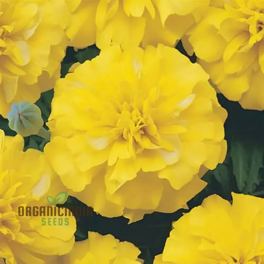 French Yellow Marigold Seeds - Bright And Cheerful Blooms For Your Garden