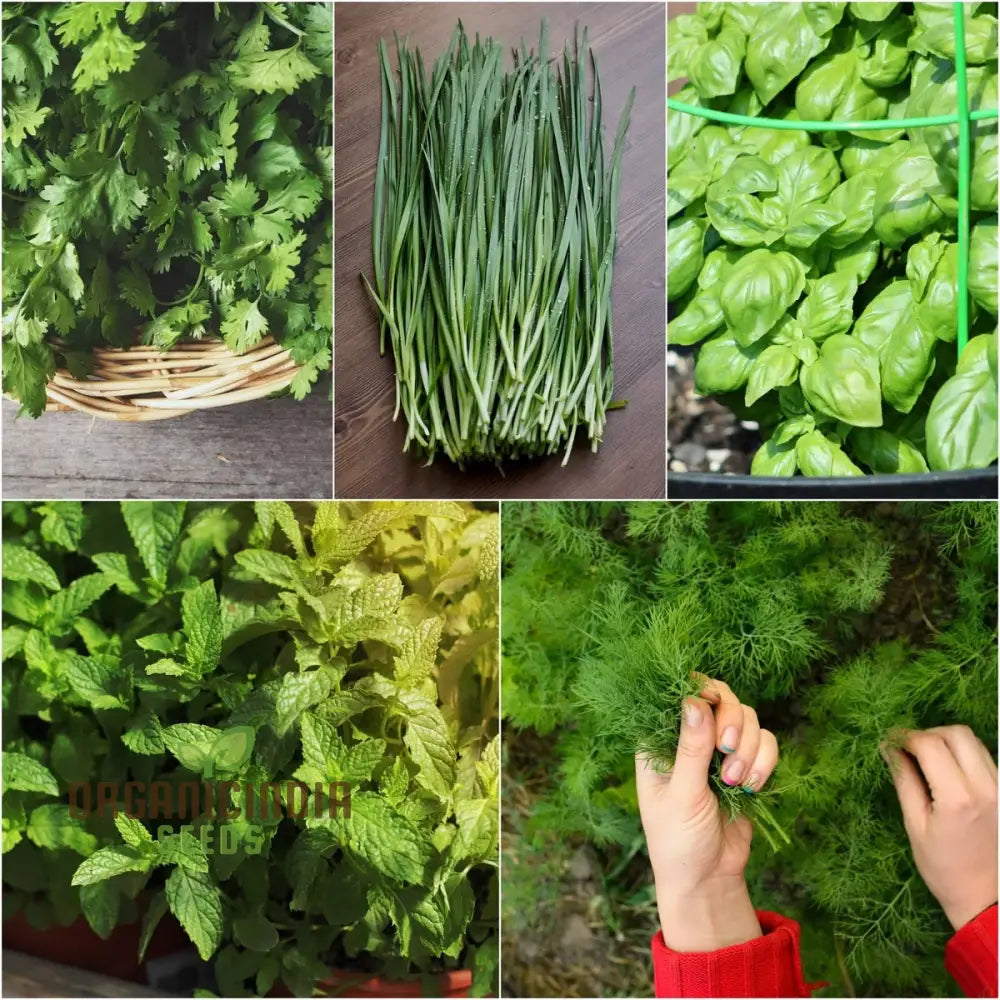Fresh Culinary Herb Seeds Growing in Home Garden
