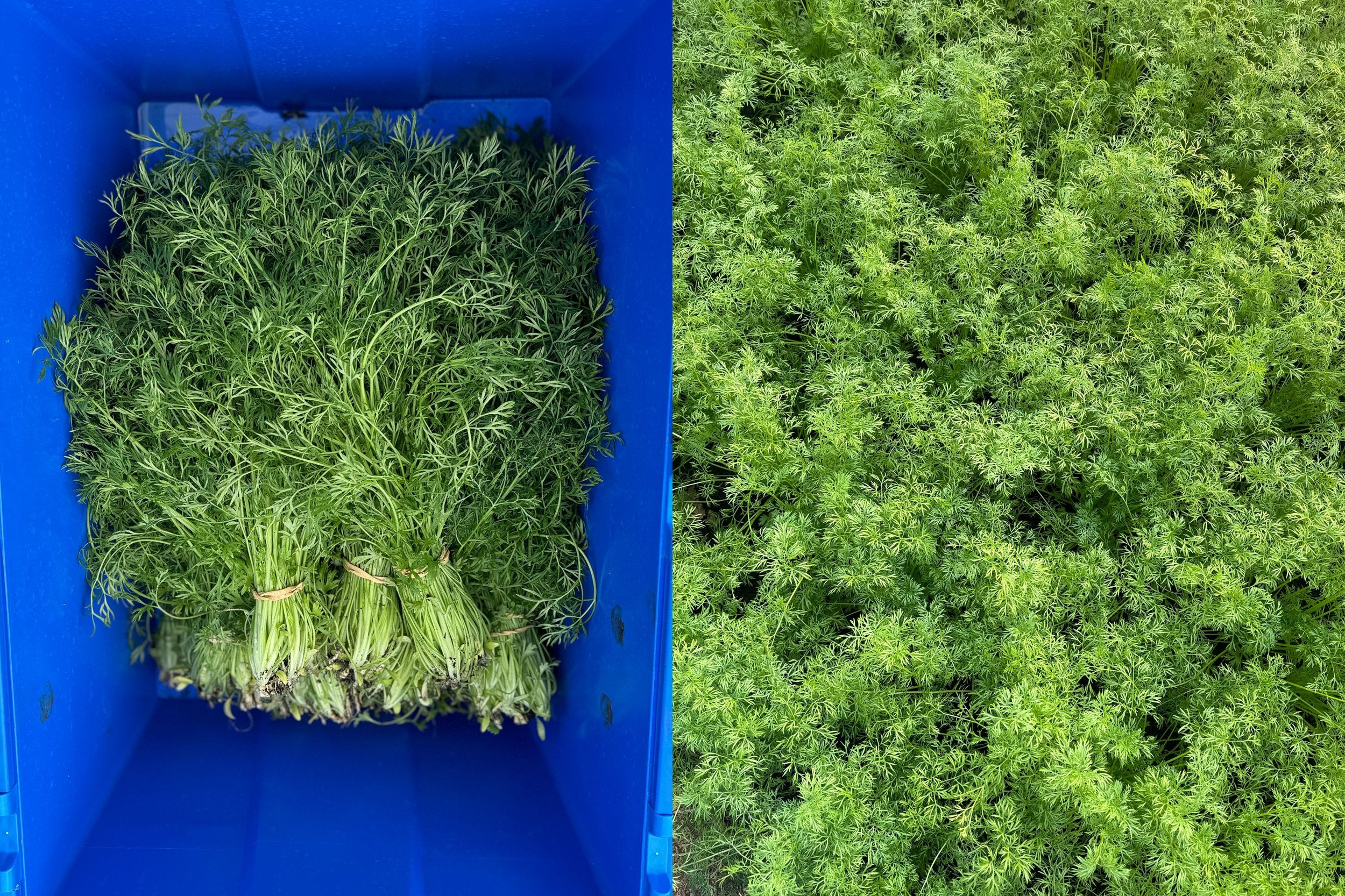 Fresh Delfino Cilantro Growing in Home Garden