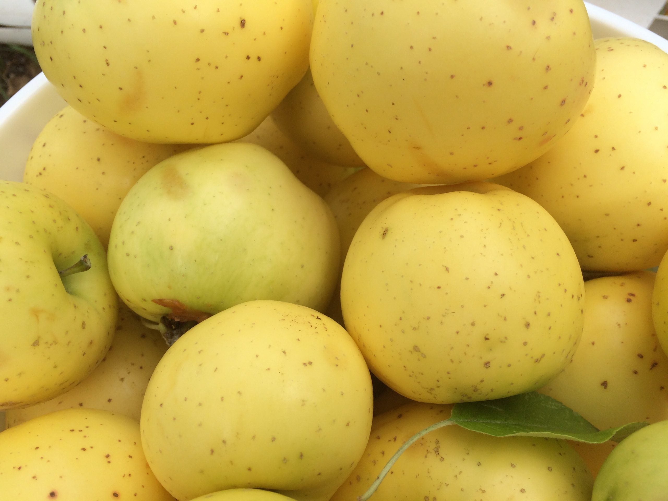Freshly harvested Grimes Golden apples with golden skin