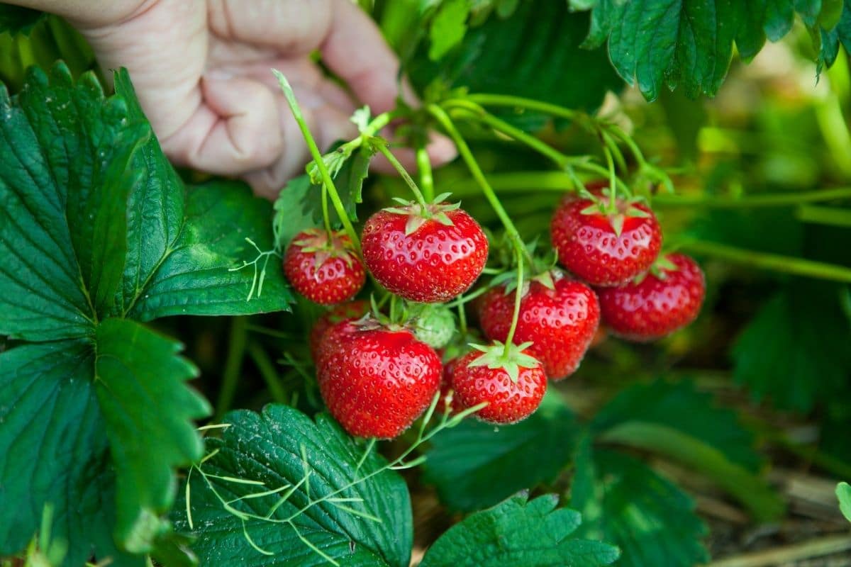 Fresh Red Ogallala Strawberries on Healthy Plants