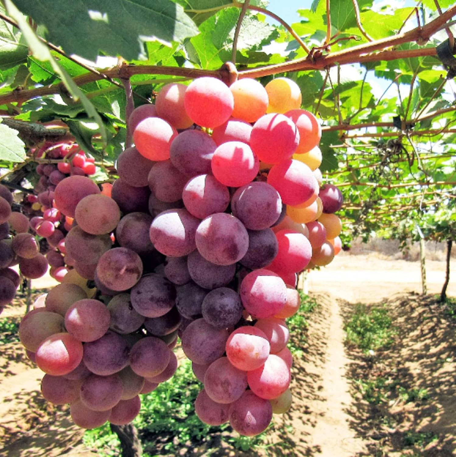 Fresh Giant Red Globe Grapes – Sweet and Juicy Table Variety