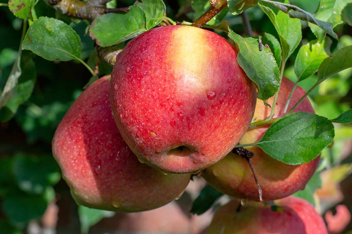 Freshly harvested Braeburn apples with red and yellow peel