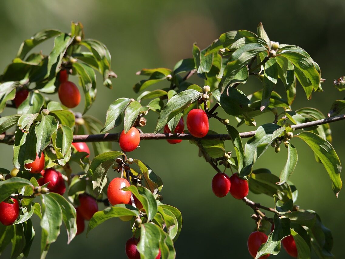Fruit-bearing dogwood seeds for edible landscape planting