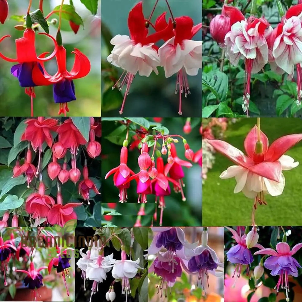 Fuchsia Astoria Flower Plant in Container Garden