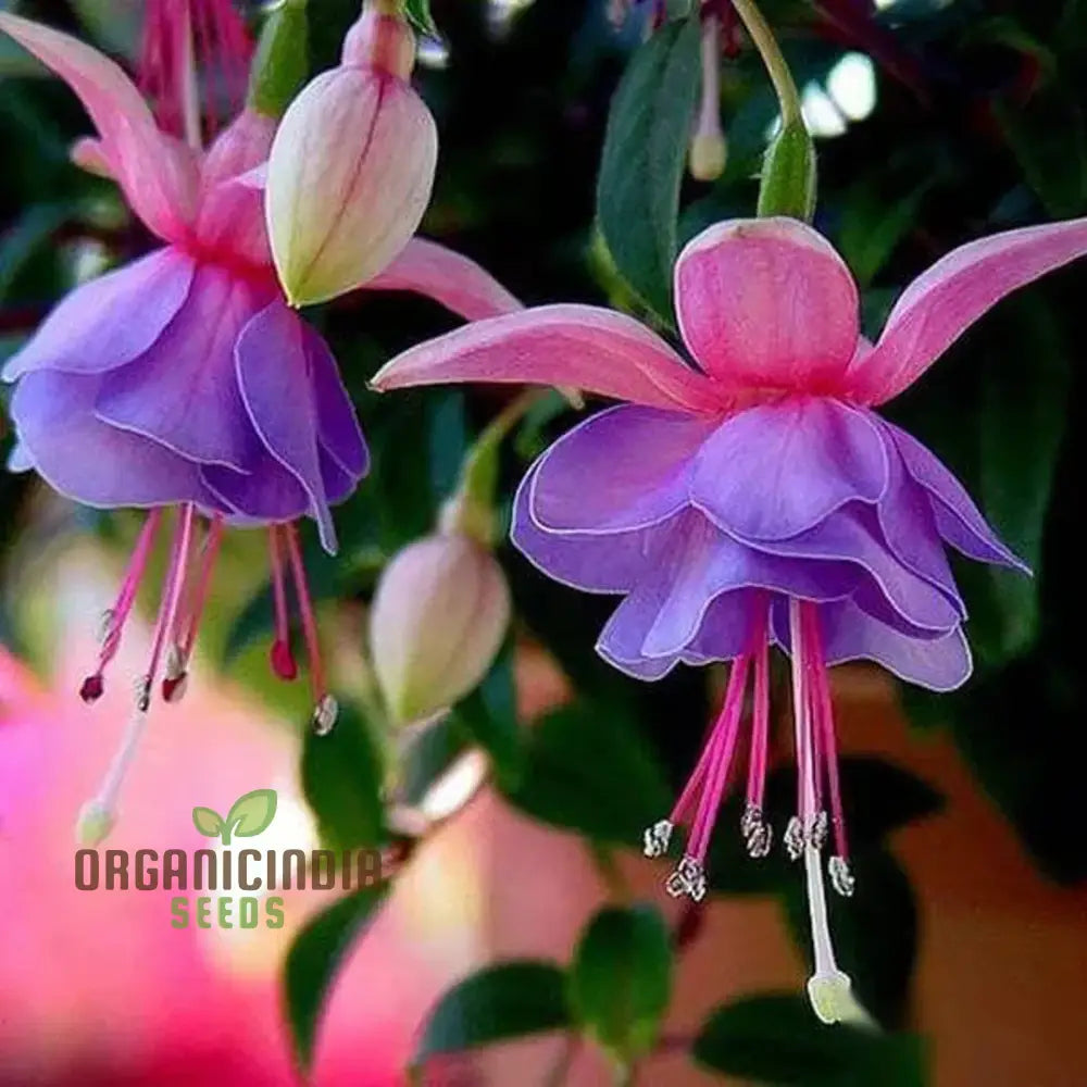 Fuchsia Astoria Flower Seeds, Gardening & Planting, High