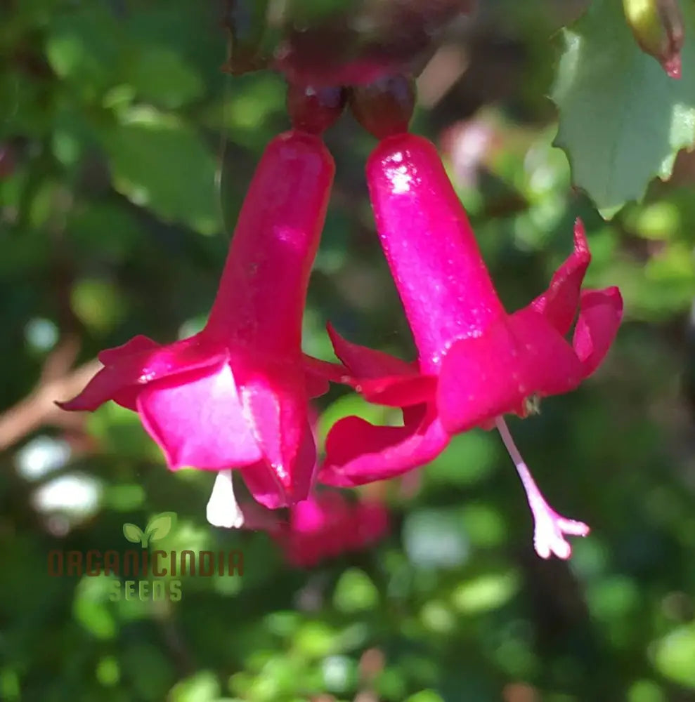 Fuchsia Bacillaris seeds grown in pots for decorative gardening