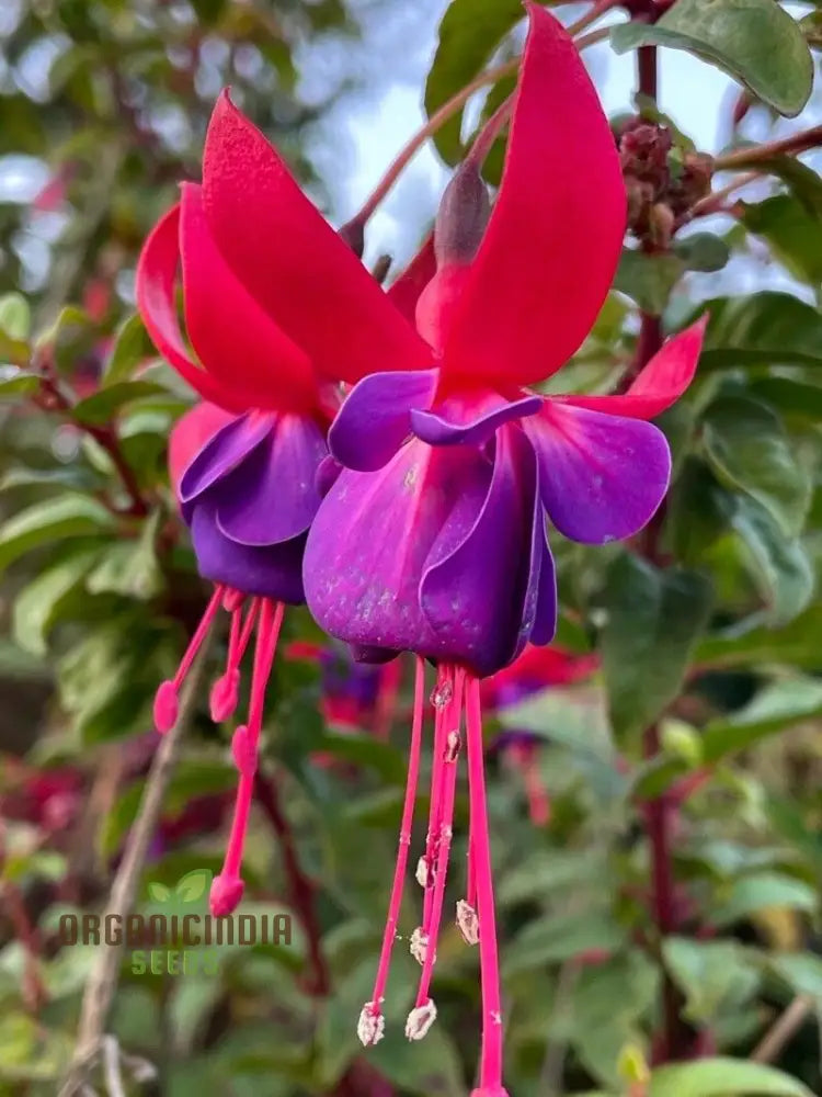 Fuchsia Magellanica seeds hardy perennial flowering plants