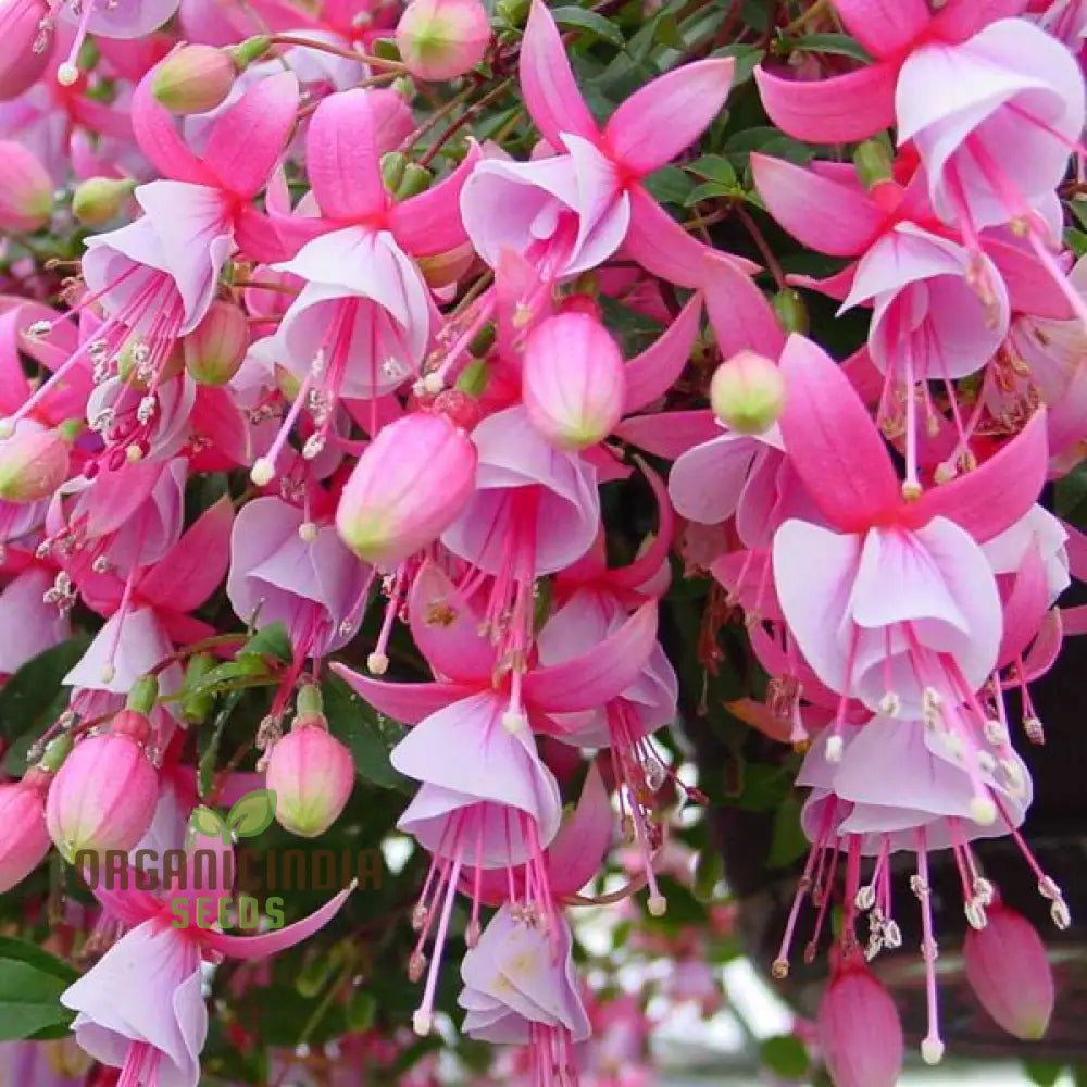 Premium Fuchsia Pink Flower Seeds for Vibrant Garden Planting