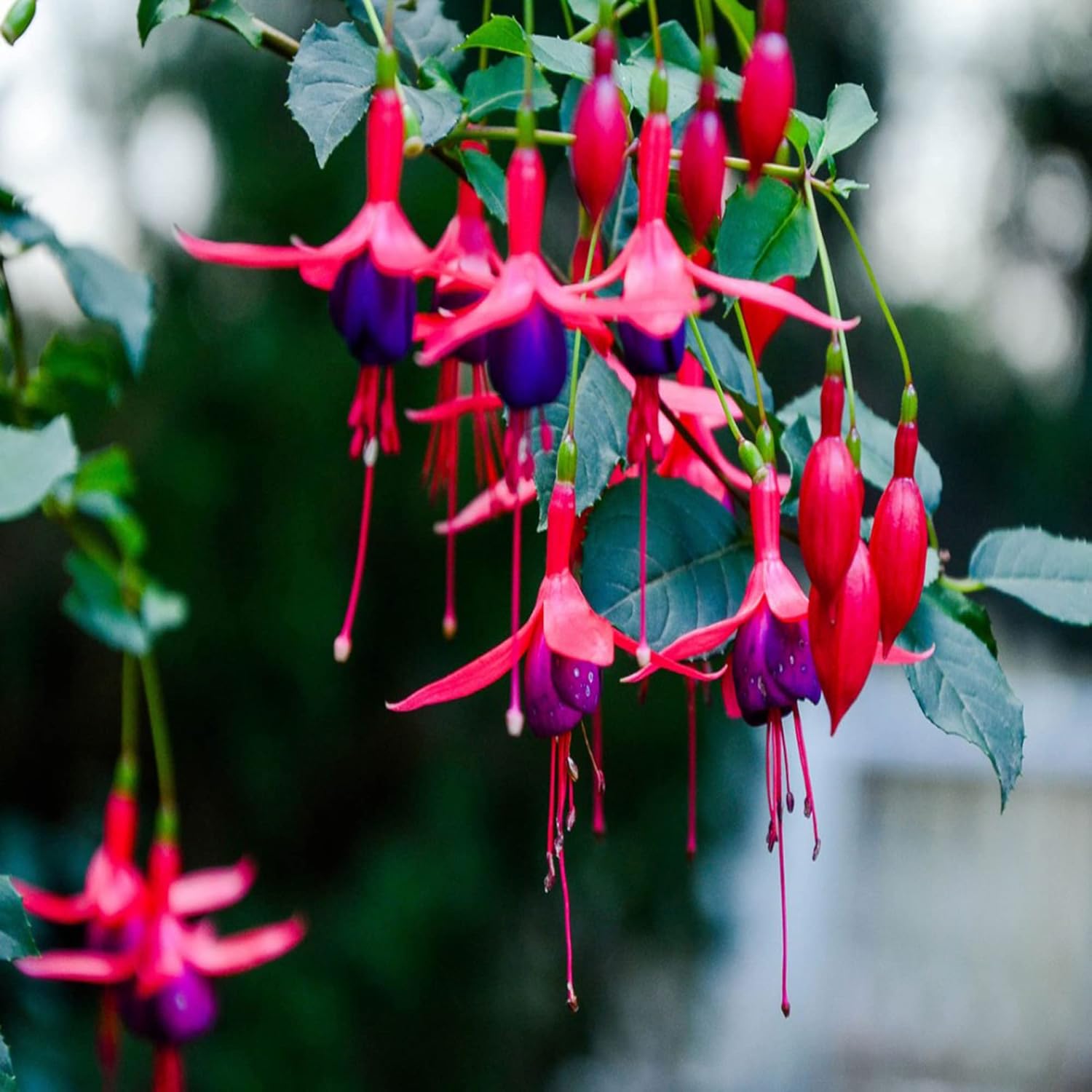 Fuchsia Seeds for Patio and Container Planting